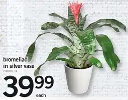 Loblaws Bromeliad in silver vase offer