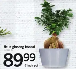 Loblaws Ficus ginseng bonsai offer