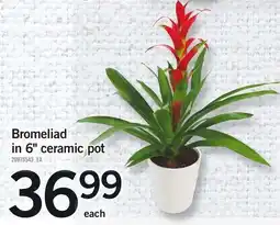 Loblaws Bromeliad in 6" ceramic pot offer