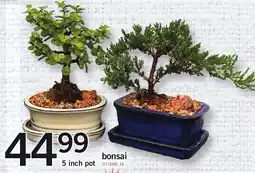 Loblaws Bonsai offer