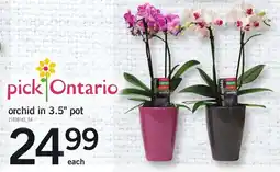 Loblaws Orchid in 3.5" pot offer
