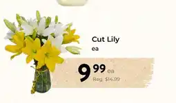 Marche Leo's Cut Lily offer