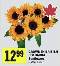 IGA Grown in British Columbia Sunflowers offer