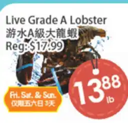 Fresh Palace Supermarket Live Grade A Lobster offer