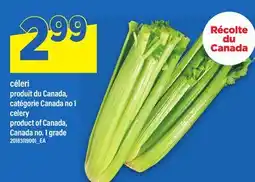 Maxi CÉLERI | CELERY offer