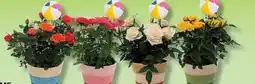 IGA MINI ROSE offer
