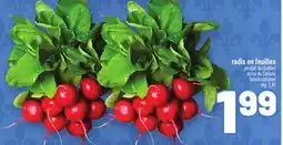 Metro RADIS EN FEUILLES | BUNCH RADISHES offer