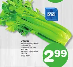 Marches Tradition CELERY offer