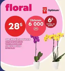 Provigo ORCHIDÉE 5 POUCES | INCH ORCHID offer