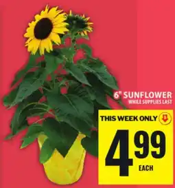 Food Basics 6 SUNFLOWER offer