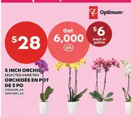 Valu-mart ORCHIDÉE EN POT DE 5 PO offer