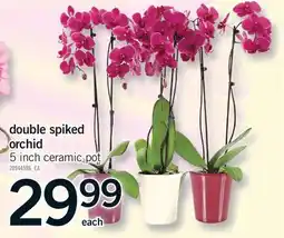 Fortinos DOUBLE SPIKED ORCHID, 5 INCH offer