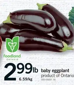 Fortinos BABY EGGPLANT offer