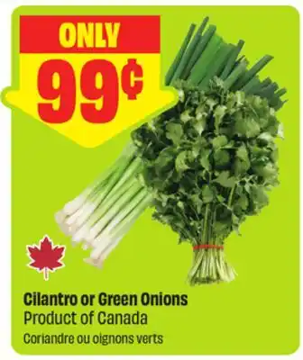FreshCo Cilantro or Green Onions Product of Canada offer