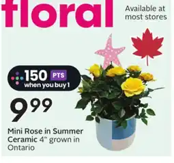 Sobeys Mini Rose in Summer Ceramic offer