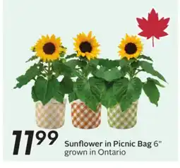 Sobeys Sunflower in Picnic Bag 6 offer