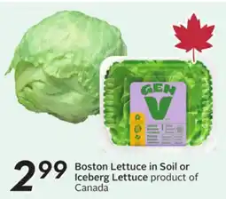 Sobeys Boston Lettuce in Soil or Iceberg Lettuce offer