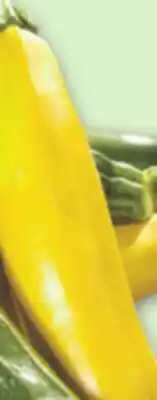Metro GREEN OR YELLOW ZUCCHINI SQUASH offer