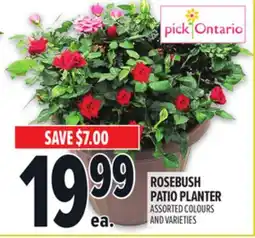 Metro ROSEBUSH PATIO PLANTER offer