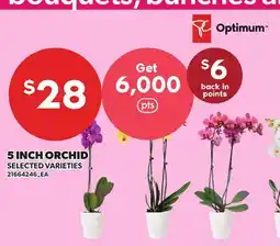 Loblaws 5 INCH ORCHID offer