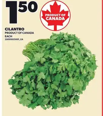 Loblaws CILANTRO offer