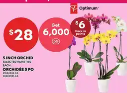 Independent Grocer 5 INCH ORCHID, EACH offer