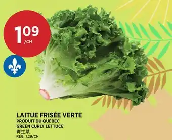Kim Phat GREEN CURLY LETTUCE offer