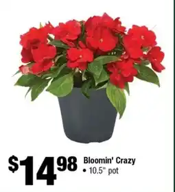 Home Depot Bloomin' Crazy offer
