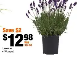 Home Depot Lavender offer