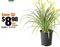 Home Depot Daylily offer