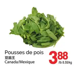 T&T Supermarket POUSSES DE POIS offer