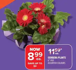 Metro Gerbera plants offer