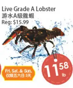 Fresh Palace Supermarket Live Grade A Lobster offer