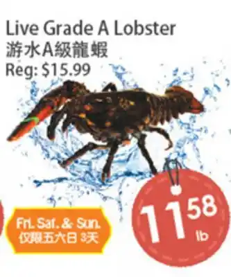 Fresh Palace Supermarket Live Grade A Lobster offer