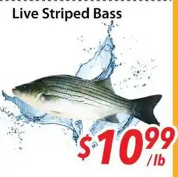 Bestco Food Mart Live Striped Bass offer