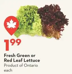 Longo's Fresh Green or Red Leaf Lettuce offer
