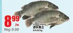 Terra Foodmart Live Tilapia offer