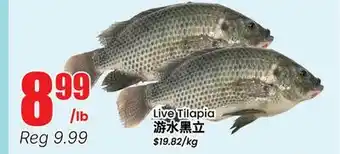 Terra Foodmart Live Tilapia offer