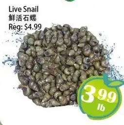 Food Depot Supermarket Live Snail offer