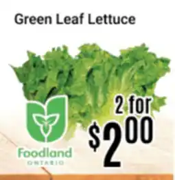 Nations Fresh Foods Green Leaf Lettuce offer