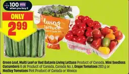 FreshCo Green Leaf Multi Leaf or Red Batavia Living Lettuce Mini Seedless Cucumbers Grape Tomatoes or Medley Tomatoes offer
