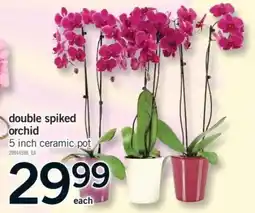 Fortinos Double spiked orchid offer