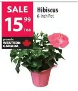 Co-op Hibiscus offer
