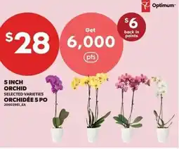 Real Canadian Superstore Orchid offer