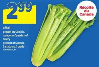 Maxi Céleri offer