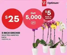 Loblaws 5 inch orchid offer
