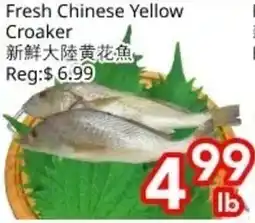 Superking Supermarket Fresh Chinese Yellow Croaker offer