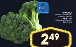 Marches Tradition BROCOLI offer