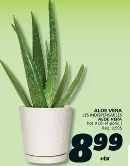 IGA ALOE VERA offer