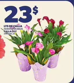 Provigo LYS DE CALLA | CALLA LILY offer